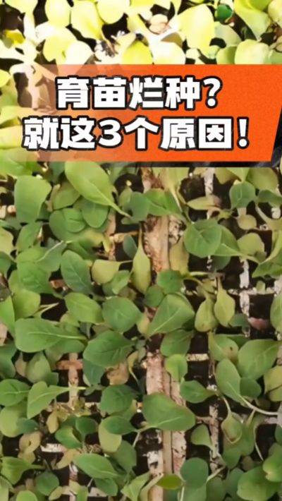 烤烟育苗烂种？3个原因讲清楚！消毒、控水、控温，做到就苗齐苗壮🔥
#烤烟育苗 #烤烟种植 #烂种防治 #烟农