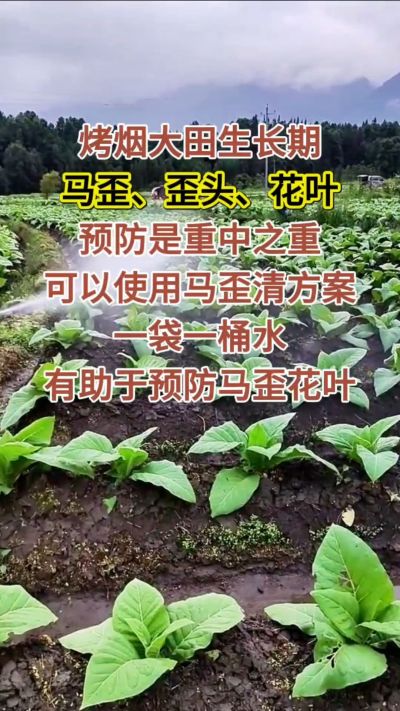 烤烟大田生长期，马歪歪头花叶预防是重中之重，可以使用马歪清方案，一袋一桶水，有助于预防马歪花叶。
烤烟管理早做一步，后期少操心！#烤烟种植#烤烟管理#烤烟大田管理#烤烟病害防治